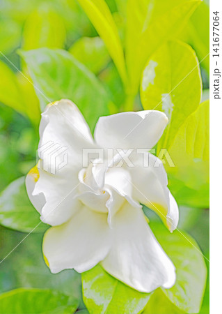 家の周りの草花 四季の色々 庭の常緑樹に白い光沢のある美しい八重咲のクチナシの花が咲き始めました 家の周りの草花 四季の色々 庭の常緑樹に白い光沢のある美しい八重咲のクチナシの花が咲き始めました 141677064