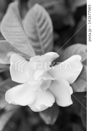 家の周りの草花 四季の色々 庭の常緑樹に白い光沢のある美しい八重咲のクチナシの花が咲き始めました 家の周りの草花 四季の色々 庭の常緑樹に白い光沢のある美しい八重咲のクチナシの花が咲き始めました 141677065