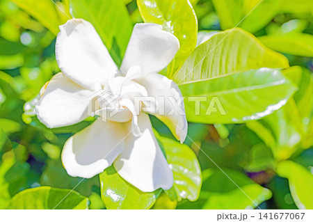 家の周りの草花 四季の色々 庭の常緑樹に白い光沢のある美しい八重咲のクチナシの花が咲き始めました 家の周りの草花 四季の色々 庭の常緑樹に白い光沢のある美しい八重咲のクチナシの花が咲き始めました 141677067