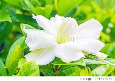 家の周りの草花　四季の色々　庭の常緑樹に白い光沢のある美しい八重咲のクチナシの花が咲き始めました 141677071