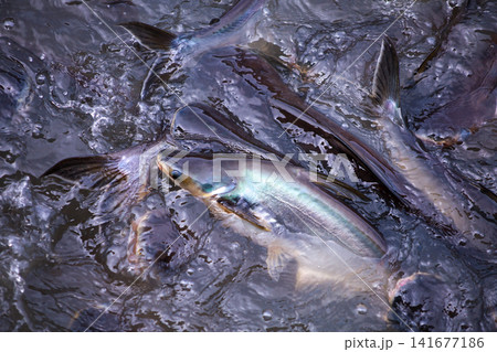 The Group of Siriped Catfish Pangasius sutchi The Group of Siriped Catfish Pangasius sutchi 141677186