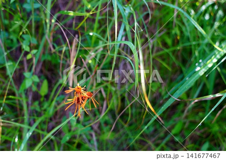 コウリンカの花 コウリンカの花 141677467