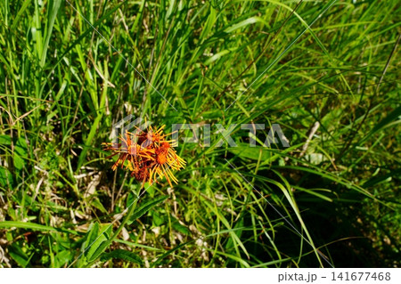 コウリンカの花 コウリンカの花 141677468