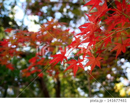 真っ赤な紅葉 141677481