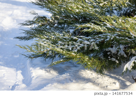 Juniper branches covered in fresh snow during winter 141677534