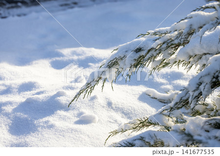 Evergreen branches covered in fresh pure snow Evergreen branches covered in fresh pure snow 141677535