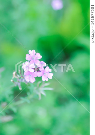 Glandularia gooddingii or Goodding Verbena, Gooding Verbena or Verbena lilacina De la Mina or Verbena Polaris or VERBENACEAE or Garden verbena 141677581