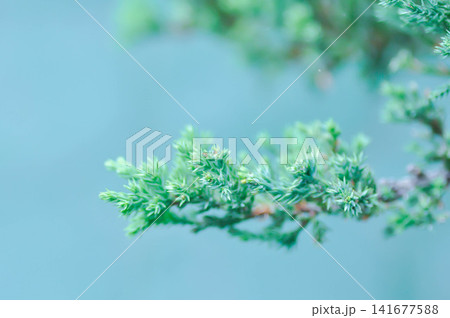 juniper plant, Juniperus species or Creeping Juniper or Juniperus procumbens or Cupressaceae juniper plant, Juniperus species or Creeping Juniper or Juniperus procumbens or Cupressaceae 141677588