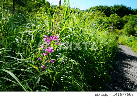 ヤナギランの花 ヤナギランの花 141677668