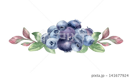 Watercolor illustration of fresh ripe blueberries with green branches isolated white. Forest blue berry cluster and leaves hand painted. Blueberries bunchand foliage for menu, packaging design. Watercolor illustration of fresh ripe blueberries with green branches isolated white. Forest blue berry cluster and leaves hand painted. Blueberries bunchand foliage for menu, packaging design. 141677924