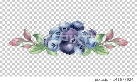 Watercolor illustration of fresh ripe blueberries with green branches isolated white. Forest blue berry cluster and leaves hand painted. Blueberries bunchand foliage for menu, packaging design. Watercolor illustration of fresh ripe blueberries with green branches isolated white. Forest blue berry cluster and leaves hand painted. Blueberries bunchand foliage for menu, packaging design. 141677924