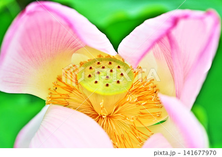 風に揺れるハスの花(夏、八月) 風に揺れるハスの花(夏、八月) 141677970