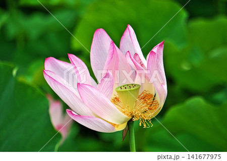 風に揺れるハスの花(夏、八月) 風に揺れるハスの花(夏、八月) 141677975