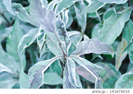 ACANTHACEAE or Daun Rusa or Gendarussa vulgaris, Justicia fragilis Wall cv Variegata or Justicia fragilis Wall var variegata or Justicia gendarussa Variegata or variegated gandarusa or water willow or 141678016