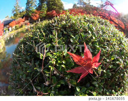 秋の紅葉した葉 141678035