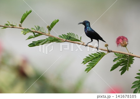 ムラサキタイヨウチョウ ムラサキタイヨウチョウ 141678105