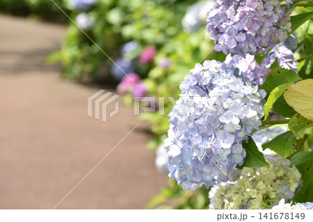 薄紫の紫陽花 141678149