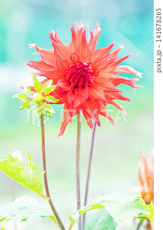 家の周りの草花 四季の色々 初夏の陽気に誘われてダリア園の花畑を赤や白色の美しい花が彩っていますきく 家の周りの草花 四季の色々 初夏の陽気に誘われてダリア園の花畑を赤や白色の美しい花が彩っていますきく 141678265