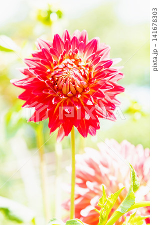 家の周りの草花 四季の色々 初夏の陽気に誘われてダリア園の花畑を赤や白色の美しい花が彩っていますきく 家の周りの草花 四季の色々 初夏の陽気に誘われてダリア園の花畑を赤や白色の美しい花が彩っていますきく 141678303
