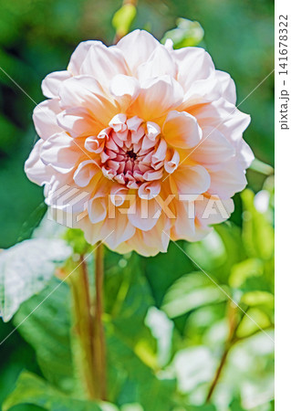 家の周りの草花 四季の色々 初夏の陽気に誘われてダリア園の花畑を赤や白色の美しい花が彩っていますきく 家の周りの草花 四季の色々 初夏の陽気に誘われてダリア園の花畑を赤や白色の美しい花が彩っていますきく 141678322