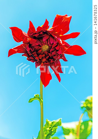家の周りの草花 四季の色々 初夏の陽気に誘われてダリア園の花畑を赤や白色の美しい花が彩っていますきく 家の周りの草花 四季の色々 初夏の陽気に誘われてダリア園の花畑を赤や白色の美しい花が彩っていますきく 141678325