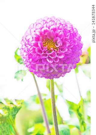 家の周りの草花 四季の色々 初夏の陽気に誘われてダリア園の花畑を赤や白色の美しい花が彩っていますきく 家の周りの草花 四季の色々 初夏の陽気に誘われてダリア園の花畑を赤や白色の美しい花が彩っていますきく 141678344