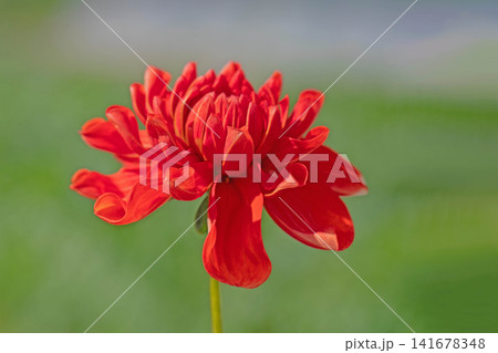 家の周りの草花 四季の色々 初夏の陽気に誘われてダリア園の花畑を赤や白色の美しい花が彩っていますきく 家の周りの草花 四季の色々 初夏の陽気に誘われてダリア園の花畑を赤や白色の美しい花が彩っていますきく 141678348