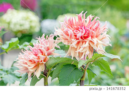 家の周りの草花 四季の色々 初夏の陽気に誘われてダリア園の花畑を赤や白色の美しい花が彩っていますきく 家の周りの草花 四季の色々 初夏の陽気に誘われてダリア園の花畑を赤や白色の美しい花が彩っていますきく 141678352