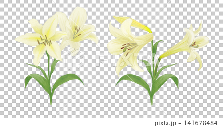 一幅黃色百合花的水彩插圖 141678484
