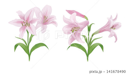 水彩イラスト ピンクのユリの花 水彩イラスト ピンクのユリの花 141678490