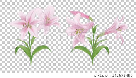 水彩イラスト ピンクのユリの花 水彩イラスト ピンクのユリの花 141678490