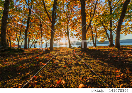 紅葉の森に差し込む朝日、湖畔に広がる秋の絶景 紅葉の森に差し込む朝日、湖畔に広がる秋の絶景 141678595