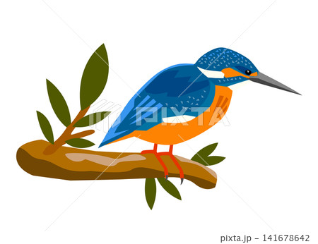 木の上から獲物を探すカワセミのイラスト 141678642