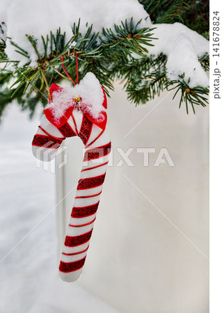 A candy cane hangs from a green tree branch covered in snow. The scene shows a festive atmosphere in winter during the holiday season A candy cane hangs from a green tree branch covered in snow. The scene shows a festive atmosphere in winter during the holiday season 141678824