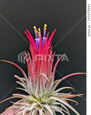紫色の花を咲かせたチランジアと鮮やかな赤い苞 141678945