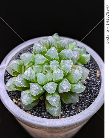 鉢植えのハオルチアを真上から捉えたロゼット 141678947