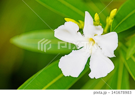 家の周りの草花　四季の色々　緑の背景に映える純白の花びら　美しい可憐なキョウチクトウ 141678983