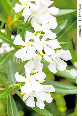 家の周りの草花 四季の色々 緑の背景に映える純白の花びら 美しい可憐なキョウチクトウ 家の周りの草花 四季の色々 緑の背景に映える純白の花びら 美しい可憐なキョウチクトウ 141678988