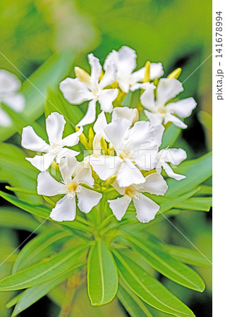 家の周りの草花　四季の色々　緑の背景に映える純白の花びら　美しい可憐なキョウチクトウ 141678994