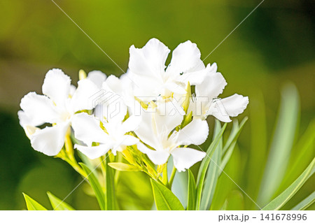 家の周りの草花　四季の色々　緑の背景に映える純白の花びら　美しい可憐なキョウチクトウ 141678996