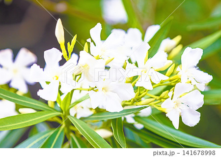 家の周りの草花 四季の色々 緑の背景に映える純白の花びら 美しい可憐なキョウチクトウ 家の周りの草花 四季の色々 緑の背景に映える純白の花びら 美しい可憐なキョウチクトウ 141678998