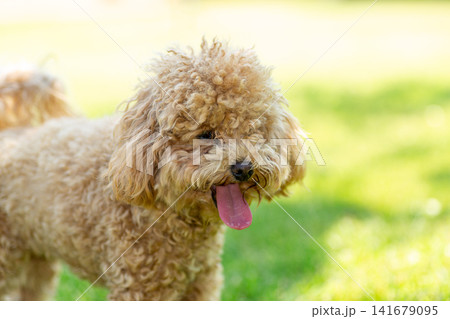Smiling apricot toy poodle resting outdoors on vibrant green grass Smiling apricot toy poodle resting outdoors on vibrant green grass 141679095