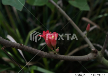 Close-Up View of a Small Red Bell-Shaped Flower on a Bare Woody Branch Close-Up View of a Small Red Bell-Shaped Flower on a Bare Woody Branch 141679133
