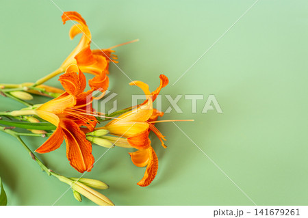 Fresh orange daylily blooms on soft mint green background Fresh orange daylily blooms on soft mint green background 141679261