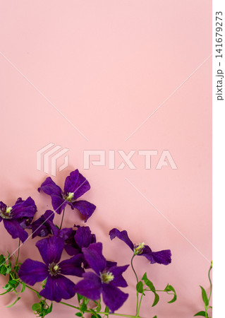 Beautiful violet clematis flowers with copy space on pastel pink background Beautiful violet clematis flowers with copy space on pastel pink background 141679273
