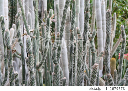 Dense Cluster of Slender Columnar Cacti Dense Cluster of Slender Columnar Cacti 141679778