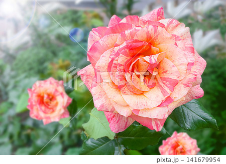Close view of a pink cream striped garden rose, likely Rosa Scentimental, blooming outdoors with soft green bokeh and warm sunlight. Floral beauty, summer garden, botanical background, nature. Bloom Close view of a pink cream striped garden rose, likely Rosa Scentimental, blooming outdoors with soft green bokeh and warm sunlight. Floral beauty, summer garden, botanical background, nature. Bloom 141679954