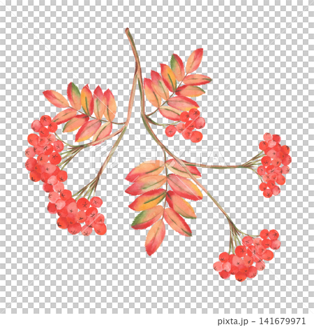 Watercolor rowan branch with berries and autumn leaves isolated Watercolor rowan branch with berries and autumn leaves isolated 141679971