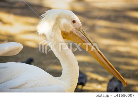 Great White Pelican Close Up Portrait with Elegant Crest Feathers and Long Beak, Detailed Wildlife Great White Pelican Close Up Portrait with Elegant Crest Feathers and Long Beak, Detailed Wildlife 141680007