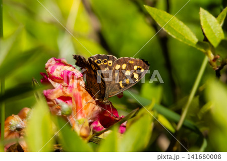 Speckled Wood Butterfly Resting on Pink Flower in Sunlight, Detailed Macro Wildlife Photography of  141680008